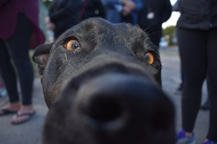 Dog & Cat Animal Rescue volunteering - Photo 1 of 2